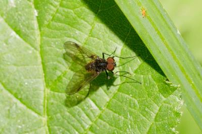  Chrysopilus cristatus (Fabricius, 1775)