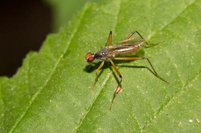  Neria cibaria (Linnaeus, 1760)