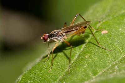  Neria cibaria (Linnaeus, 1760)