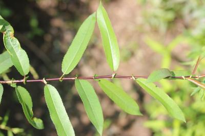 Saule à trois étamines, Osier brun Salix triandra L., 1753