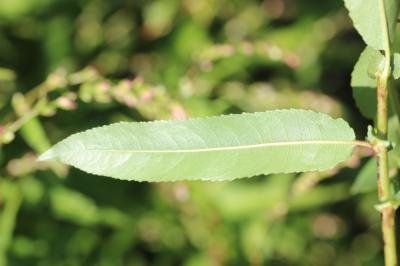 Saule à trois étamines, Osier brun Salix triandra L., 1753