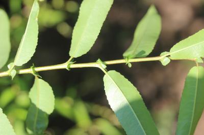 Saule à trois étamines, Osier brun Salix triandra L., 1753