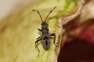  Beosus maritimus (Scopoli, 1763)