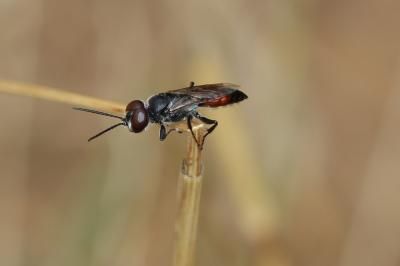  Astata Latreille, 1797