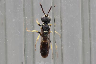  Cerceris rybyensis (Linnaeus, 1771)