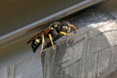  Cerceris rybyensis (Linnaeus, 1771)