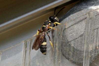  Cerceris rybyensis (Linnaeus, 1771)
