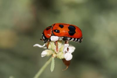  Clytra atraphaxidis (Pallas, 1773)