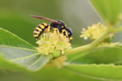  Lestica clypeata (Schreber, 1759)