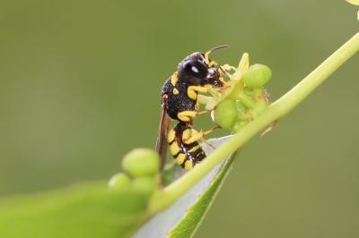  Lestica clypeata (Schreber, 1759)