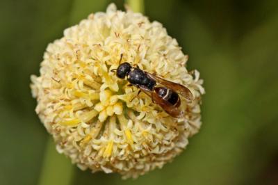  Microdynerus timidus (Saussure, 1856)