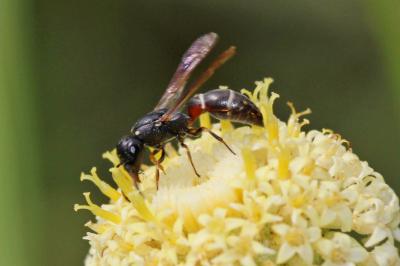  Microdynerus timidus (Saussure, 1856)