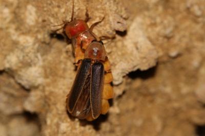 Lampyre méridional Nyctophila reichii (Jacquelin du Val, 1859)