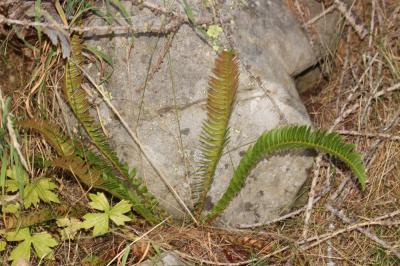 Polystic lonchyte, Polystic en fer de lance Polystichum lonchitis (L.) Roth, 1799