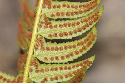 Polystic lonchyte, Polystic en fer de lance Polystichum lonchitis (L.) Roth, 1799