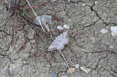 Boarmie brune (La) Selidosema brunnearia (Villers, 1789)