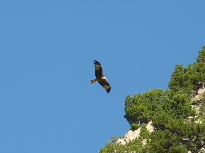 Milan royal Milvus milvus (Linnaeus, 1758)