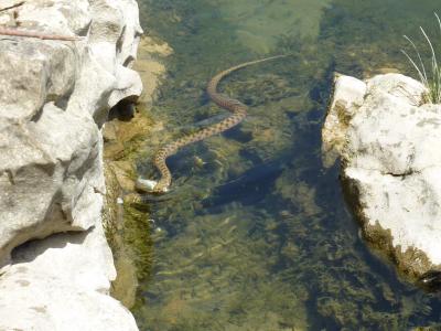 Couleuvre vipérine Natrix maura (Linnaeus, 1758)