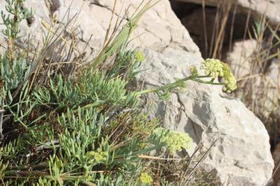 Criste marine, Fenouil marin, Perce-pierre, Cassep Crithmum maritimum L., 1753