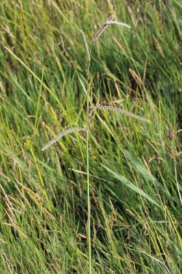 Paspale dilaté Paspalum dilatatum Poir., 1804