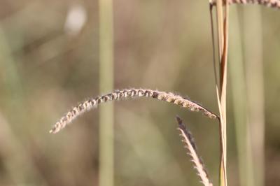 Paspale dilaté Paspalum dilatatum Poir., 1804