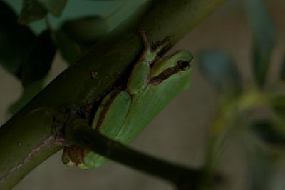 Rainette méridionale Hyla meridionalis Boettger, 1874
