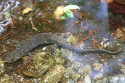 Calotriton des Pyrénées, Euprocte des Pyrénées Calotriton asper (Al. Dugès, 1852)