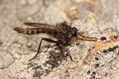  Machimus chrysitis (Meigen, 1820)