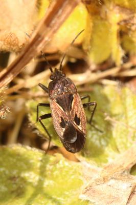  Rhyparochromus pini (Linnaeus, 1758)