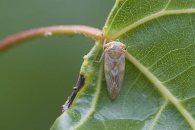  Populicerus laminatus (Flor, 1861)