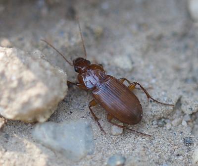 Bupreste rouget Platyderus depressus (Audinet-Serville, 1821)