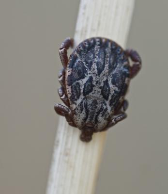  Dermacentor marginatus (Sulzer, 1776)