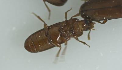  Tribolium castaneum (Herbst, 1797)