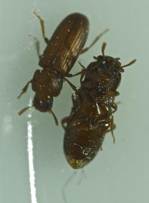  Tribolium castaneum (Herbst, 1797)