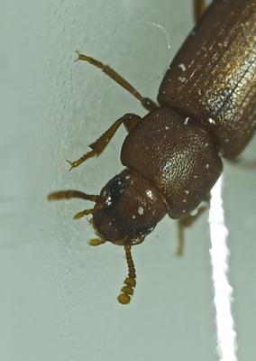  Tribolium castaneum (Herbst, 1797)