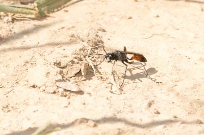  Ammophila Kirby, 1798