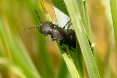 Staphylin odorant Ocypus olens (O.F. Müller, 1764)