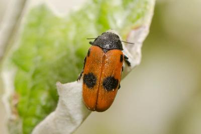  Clytra quadripunctata (Linnaeus, 1758)