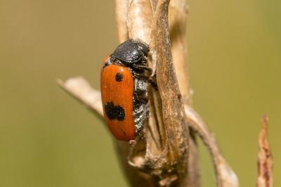  Clytra quadripunctata (Linnaeus, 1758)
