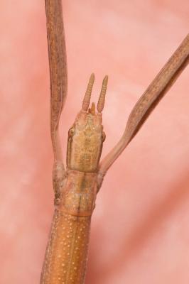 Phasme etrusque Bacillus rossius (Rossius, 1790)