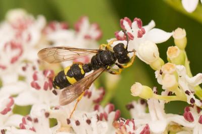  Cerceris rybyensis (Linnaeus, 1771)