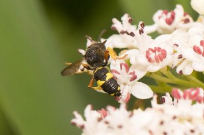  Cerceris rybyensis (Linnaeus, 1771)