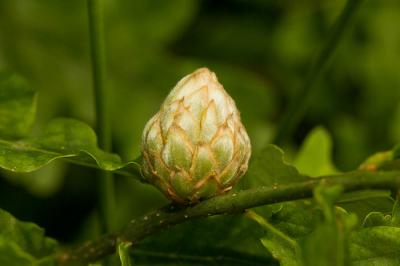  Andricus foecundatrix (Hartig, 1840)
