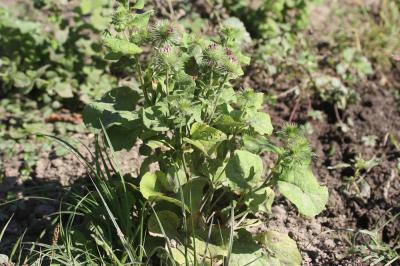 Grande bardane, Bardane commune Arctium lappa L., 1753