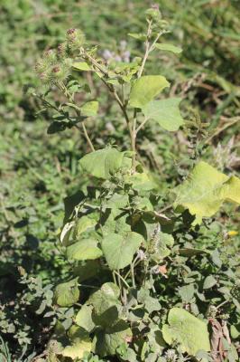 Grande bardane, Bardane commune Arctium lappa L., 1753