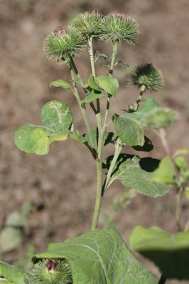 Grande bardane, Bardane commune Arctium lappa L., 1753