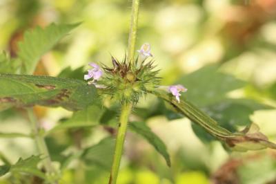 Galéopsis tétrahit, Ortie royale Galeopsis tetrahit L., 1753