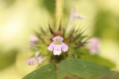 Galéopsis tétrahit, Ortie royale Galeopsis tetrahit L., 1753