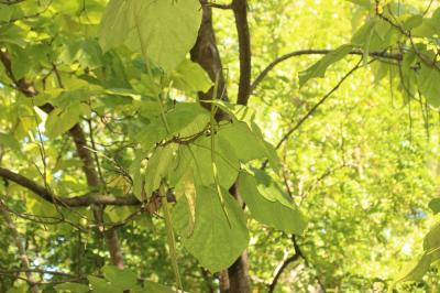 Catalpa, Arbre aux haricots Catalpa bignonioides Walter, 1788