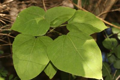 Catalpa, Arbre aux haricots Catalpa bignonioides Walter, 1788